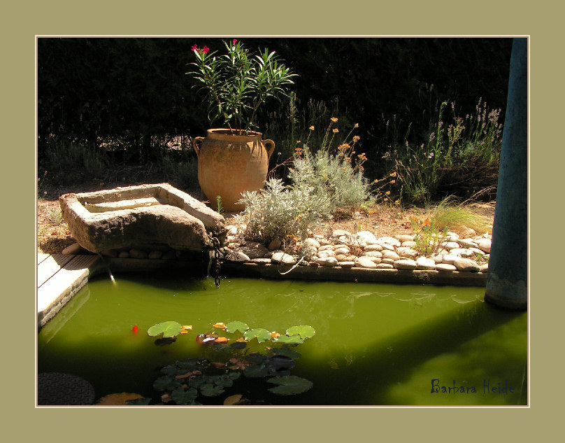 the pond
