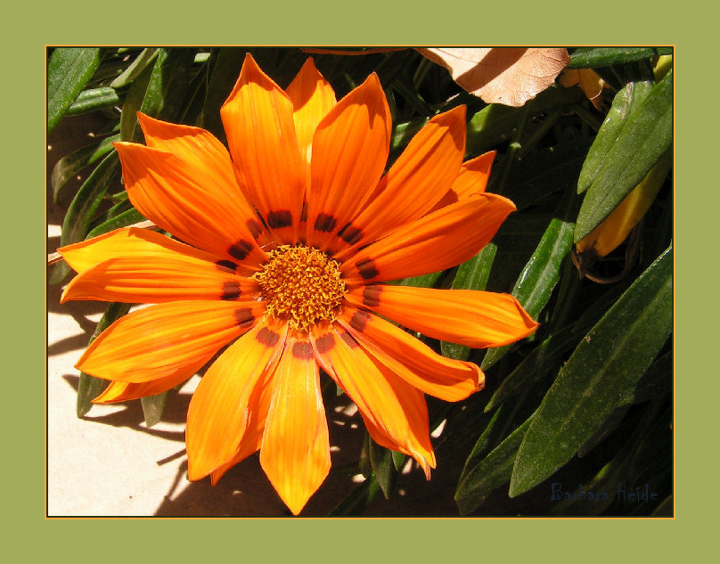 sunshine gazania