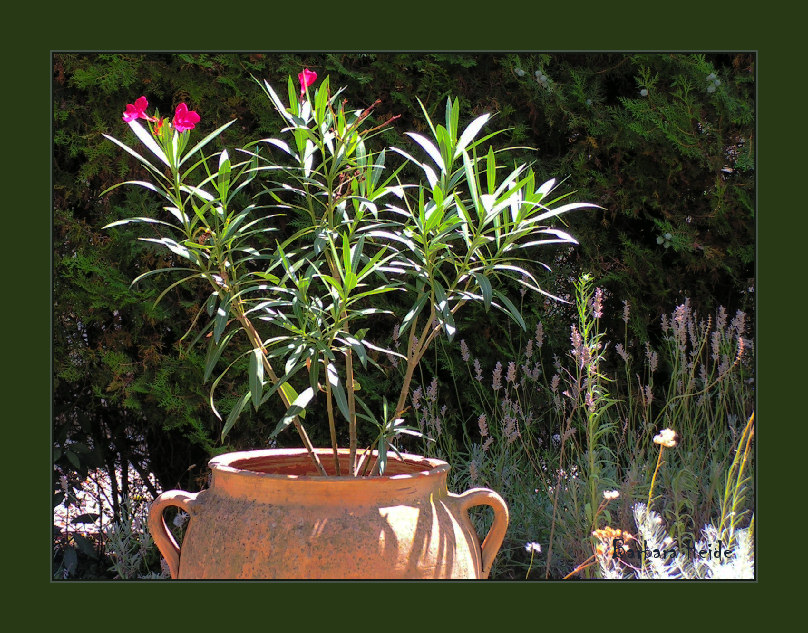 oleander