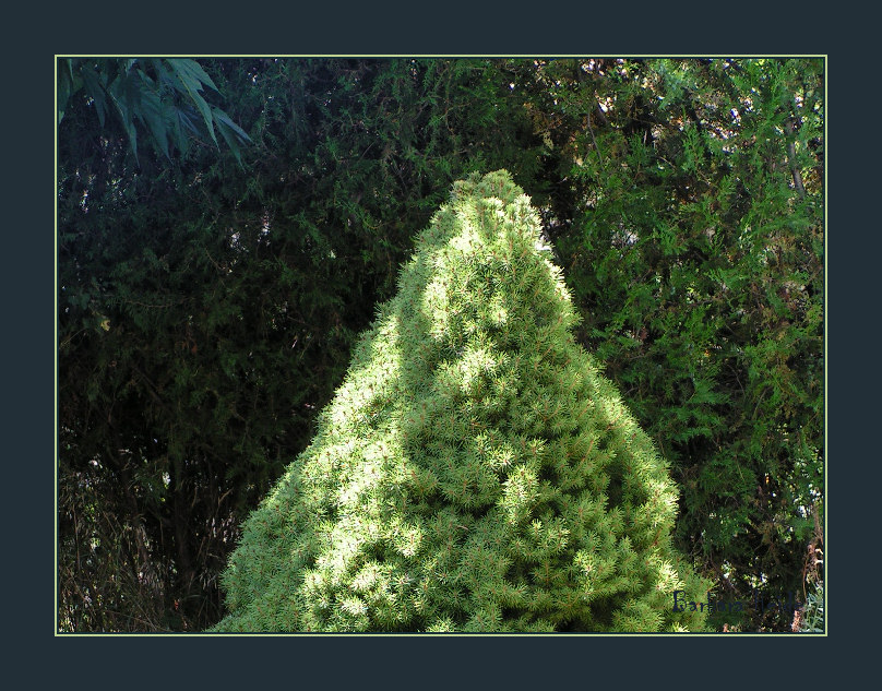 greens