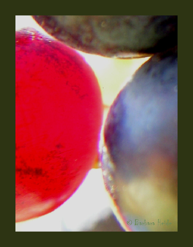 Domaine le Fesq