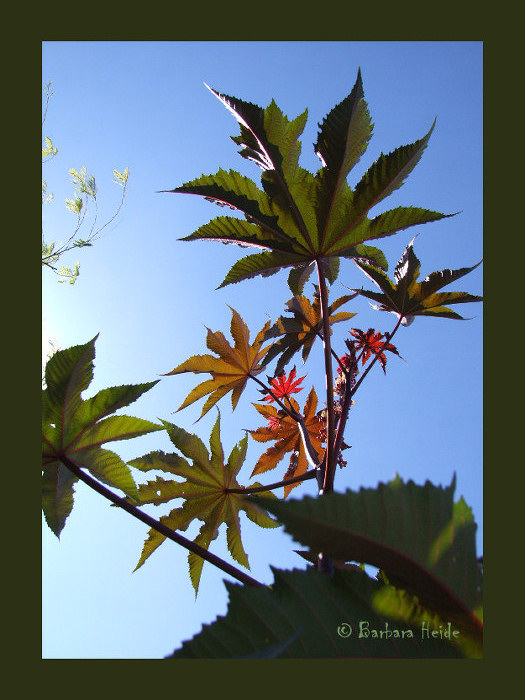 Ricinus communis zanzibariensis