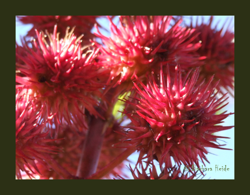 Ricinus communis zanzibariensis