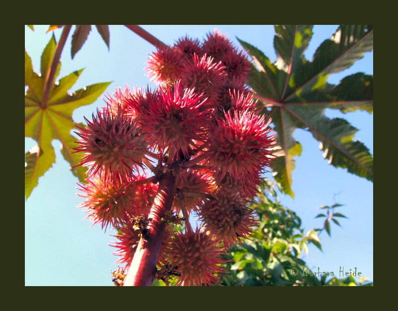 Ricinus communis zanzibariensis