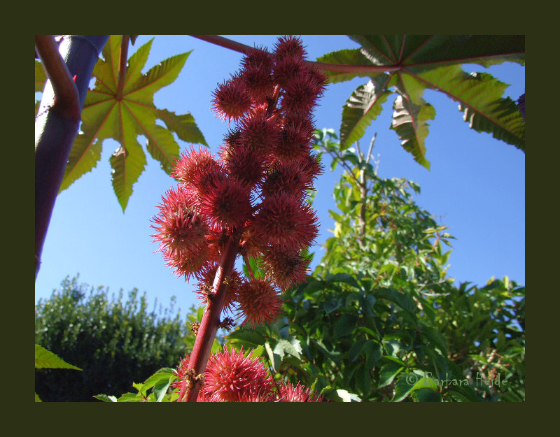 Ricinus communis zanzibariensis