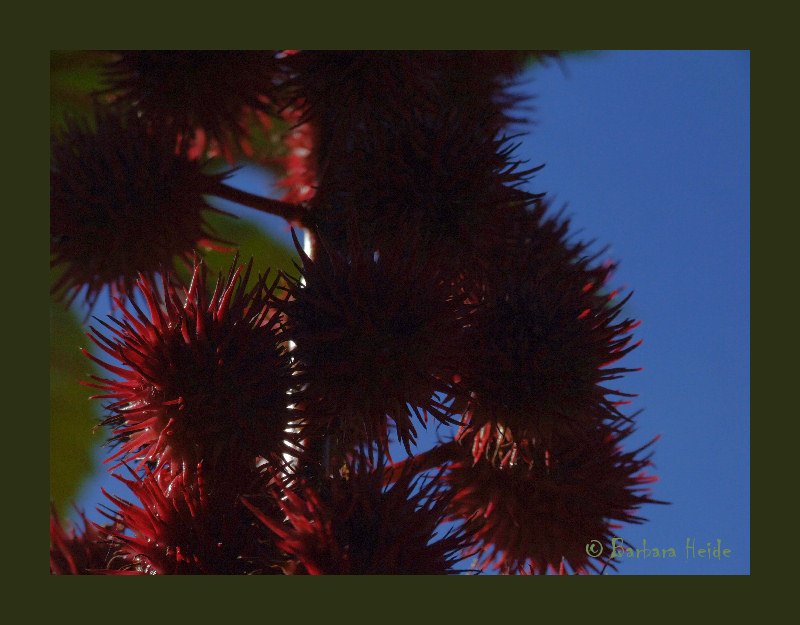 Ricinus communis zanzibariensis