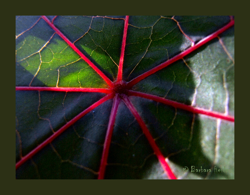 Ricinus communis zanzibariensis