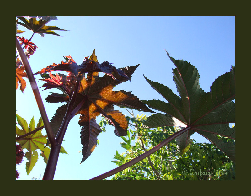 Ricinus communis zanzibariensis