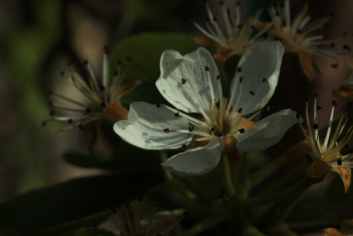 pear blossom
