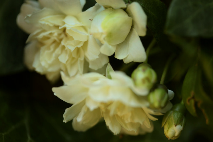blossoms