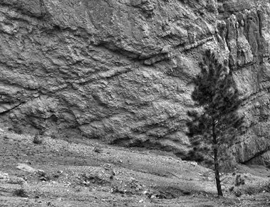 Bryce Tree