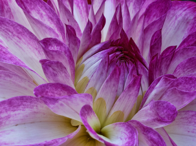 Dahlia