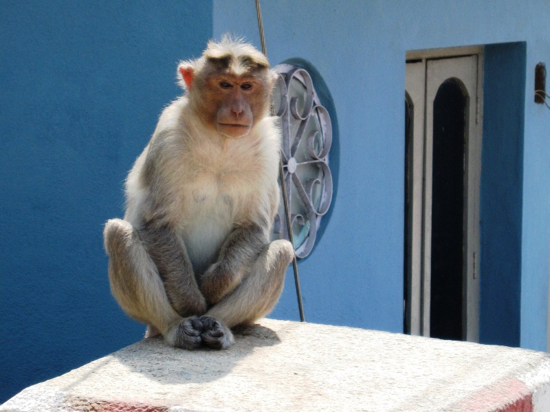 Mysore 18.JPG