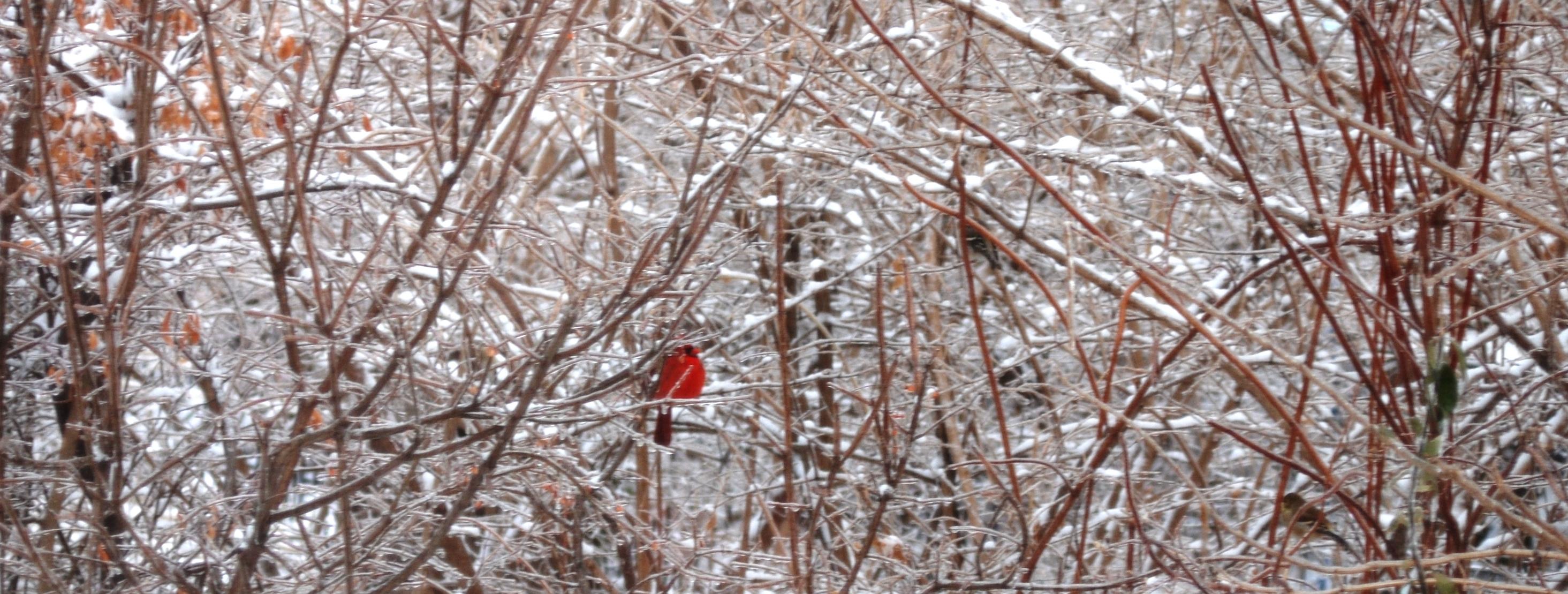 Cardinal Dreams 3.JPG
