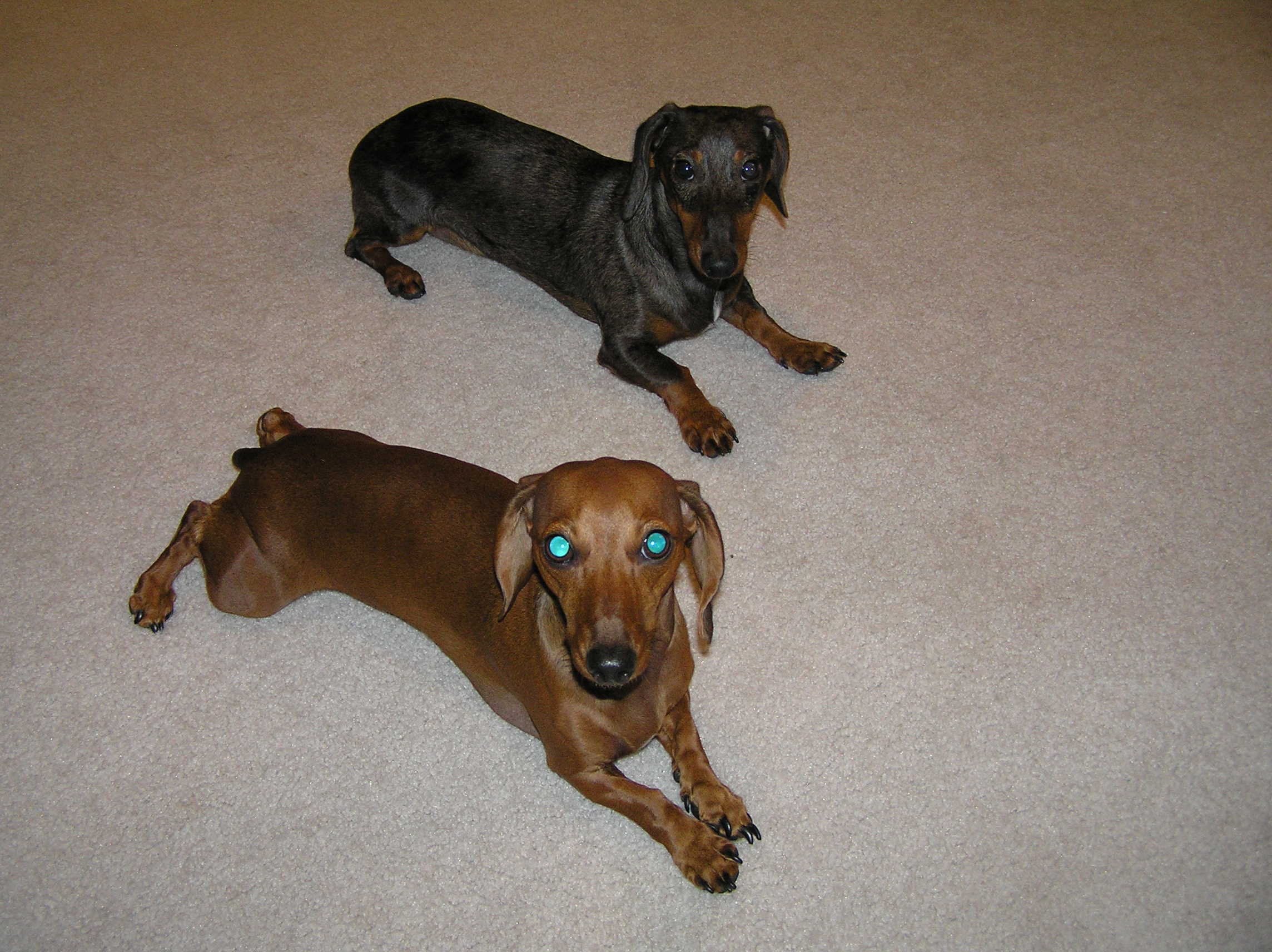 PARALLEL PARKED DOGS. YOU DONT KNOW HOW TOUGH IT WAS TO GET THEM TO LAY LIKE THAT!