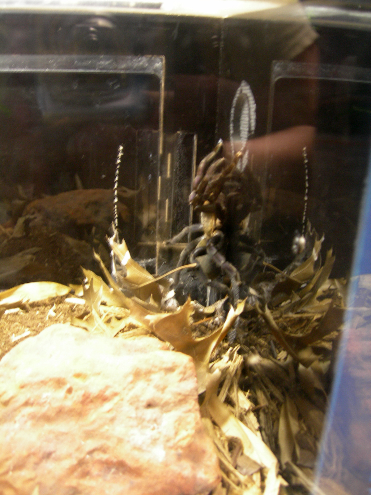Arachnitopia Exhibit