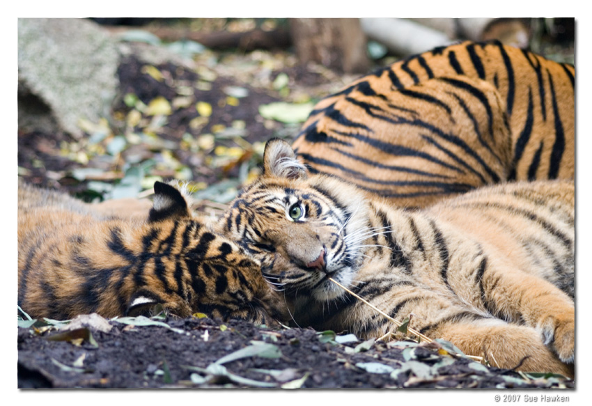 Tiger Cub 3