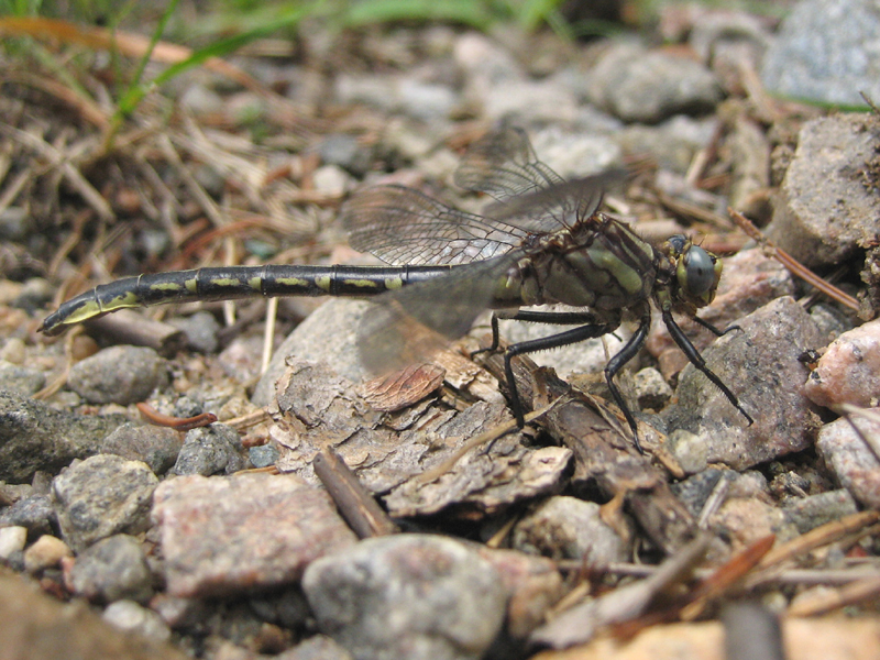 Canadian damsels and dragons