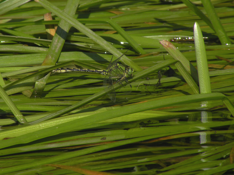 Green snaketail - Ophiogomphus cecilia