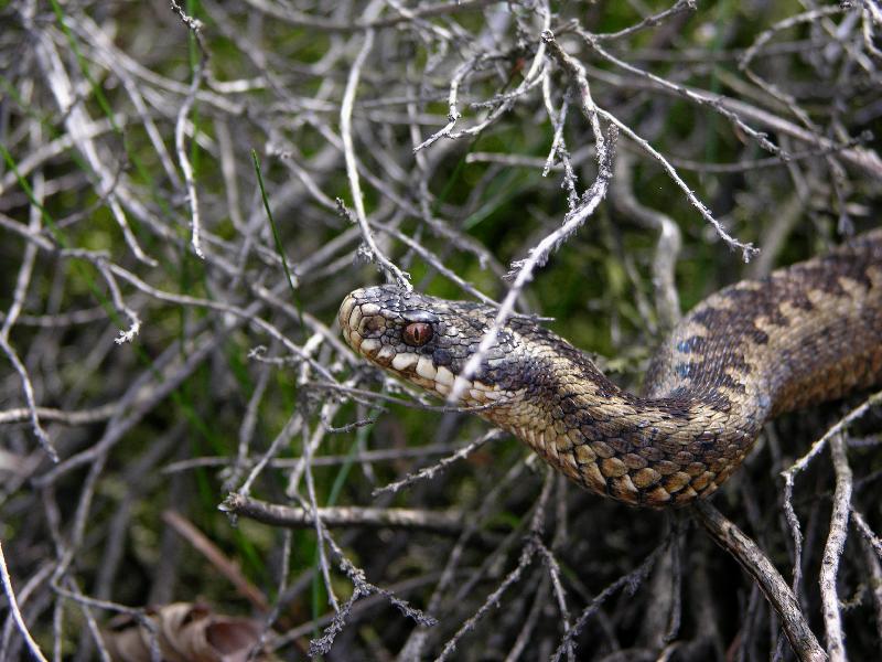 Adder - Vipera berus - Adder