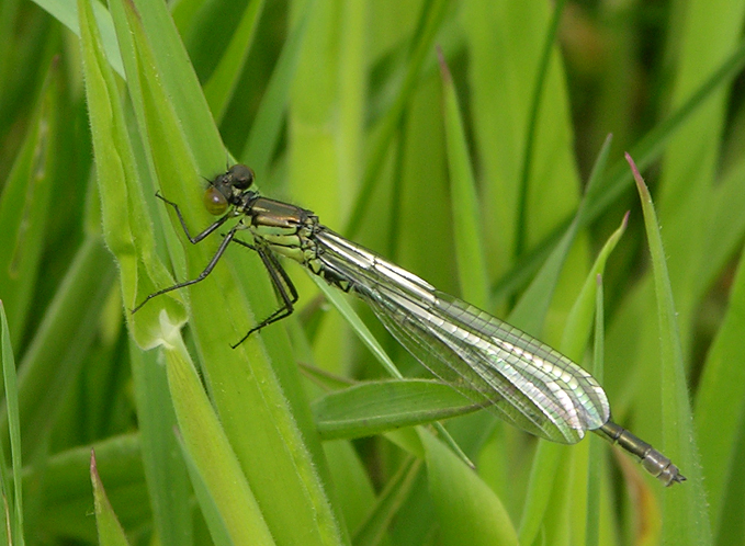 fresh male