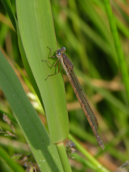 Sympecma fusca