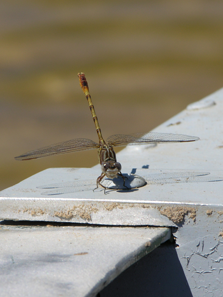 Progomphus intricatus?