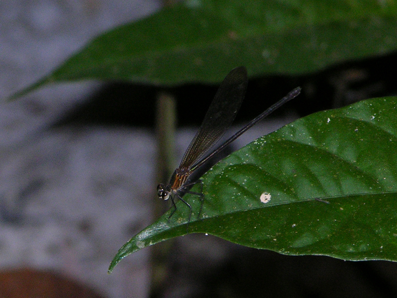 Hetaerina female