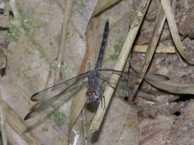 Uracis imbuta