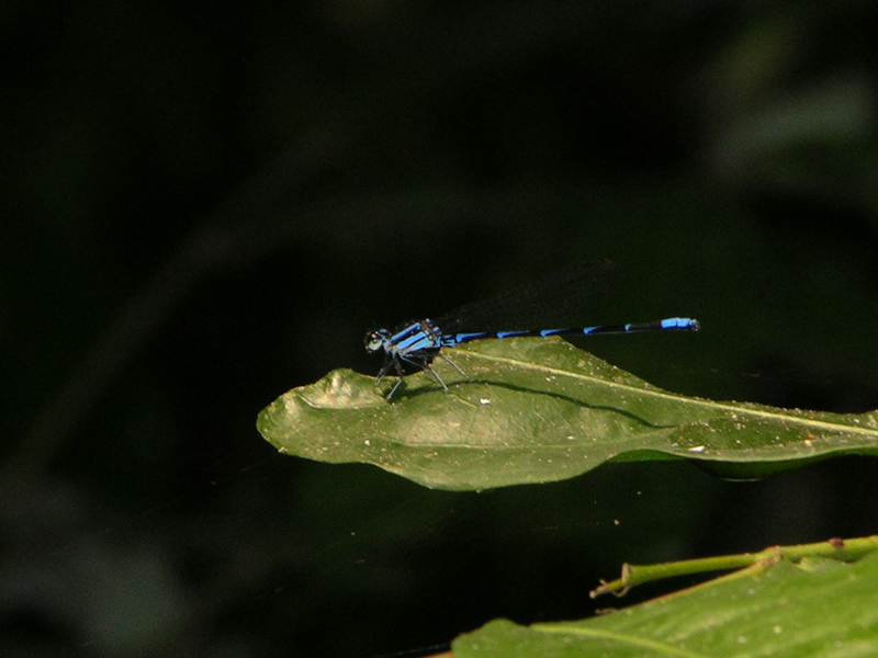 Argia male