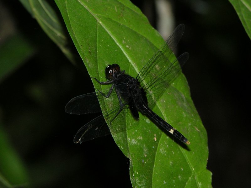 Erythemis attala male