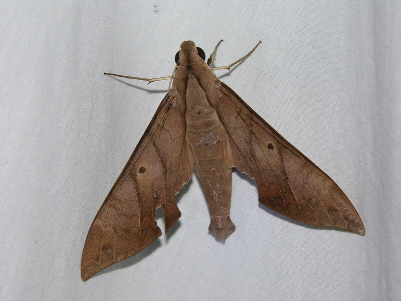 Pachylia darceta