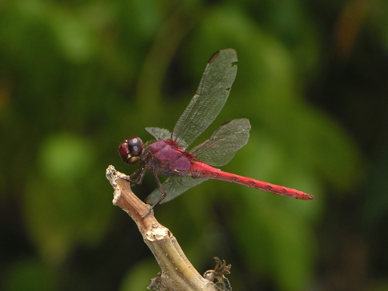 Orthemis schmidti male