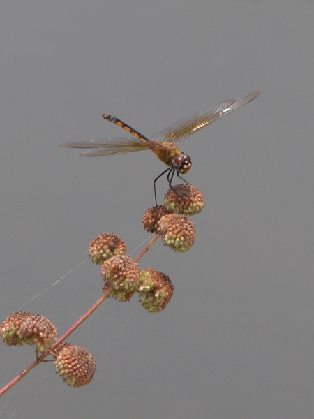 Brachymesia herbida