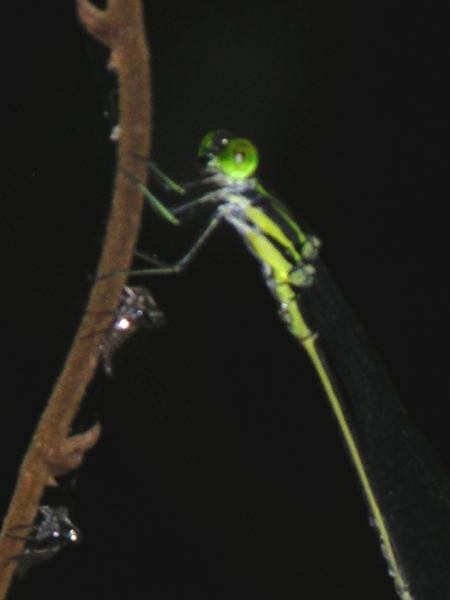 Mecistogaster linearis thorax