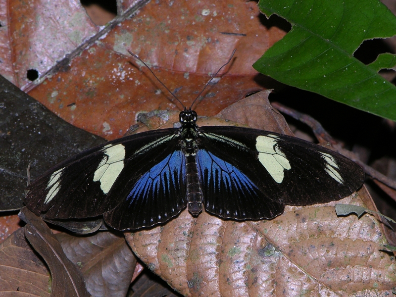 Butterflies of Cristalino 2007