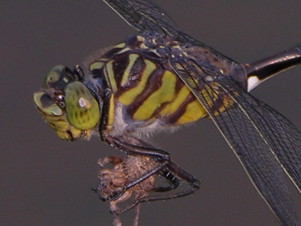 Cacoides cf latro