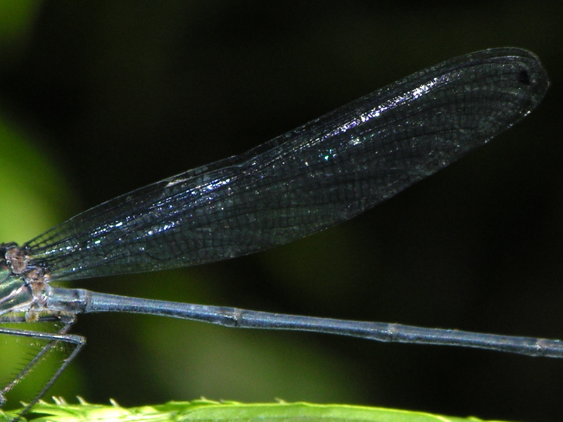 Bryoplathanon globifer