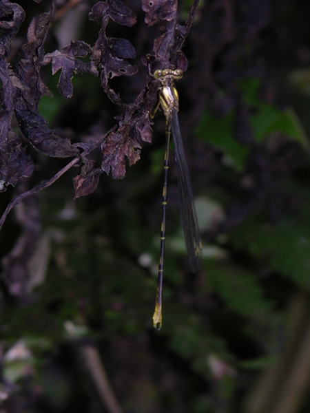 heteragrion male
