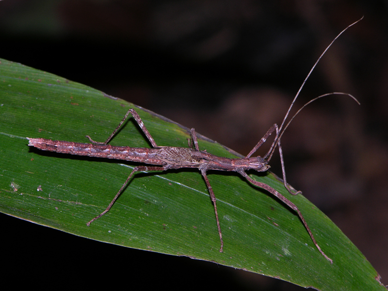 Creatures from the Jungle