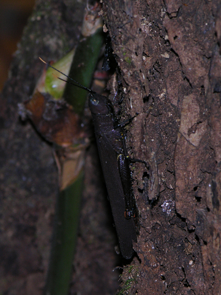 Hoppers