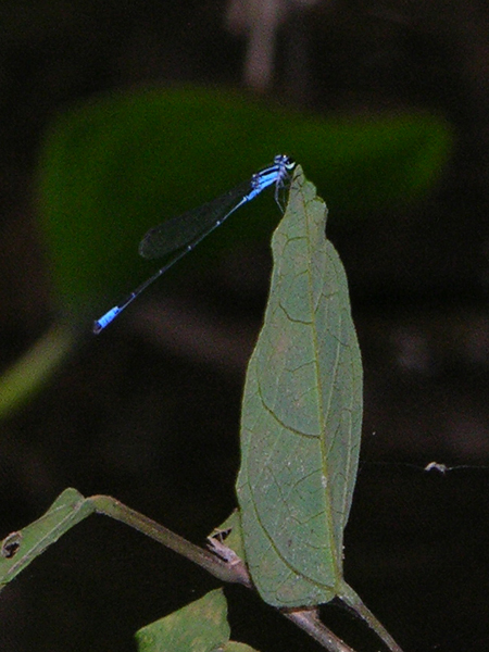 Acanthagrion spec