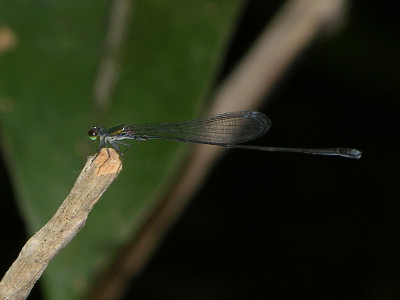 Protoneuridae male