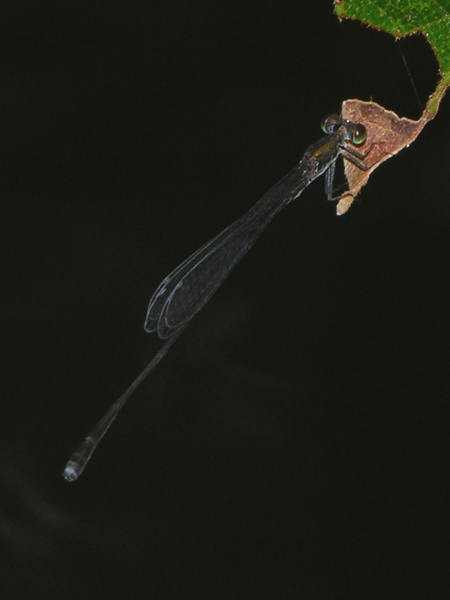 Protnoneuridae male