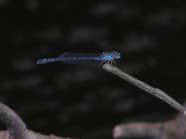 Neoneura spec