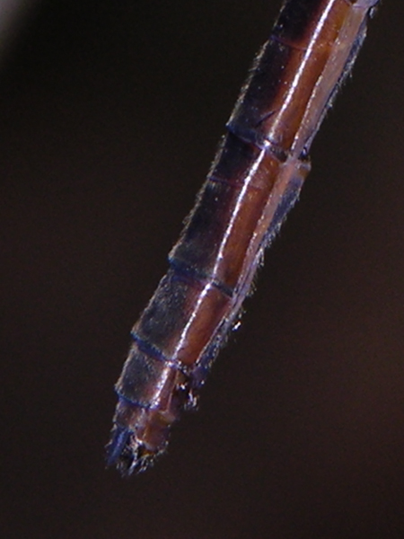 Neocordulia spec