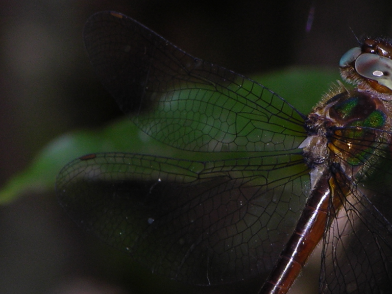Neocordulia Cordulid
