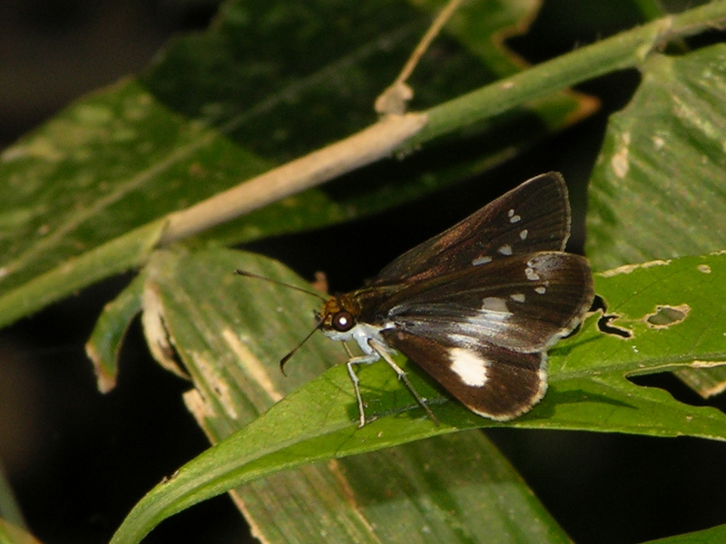 Skippers - Hesperiidae