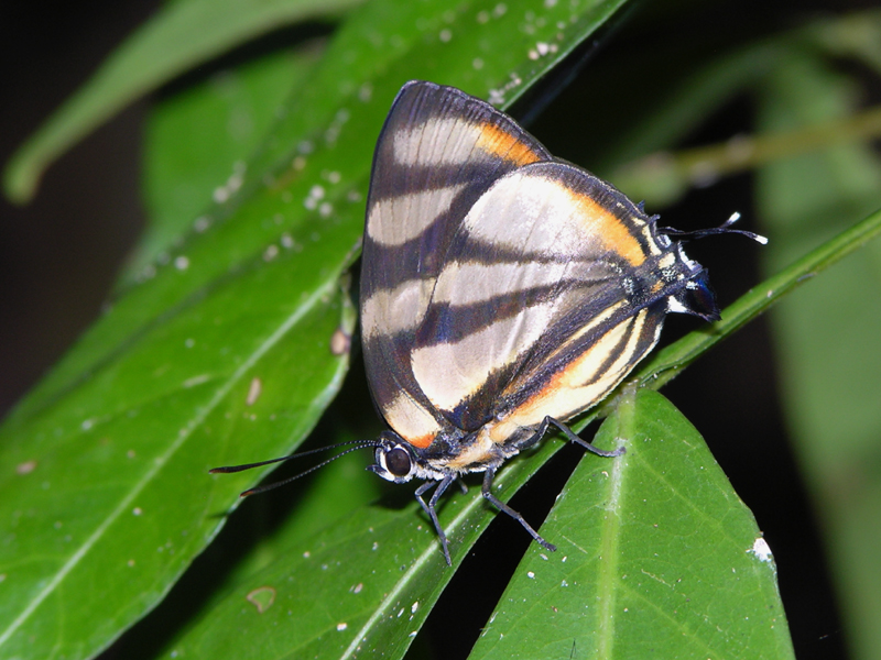 Hairstreaks - Lycaenidae