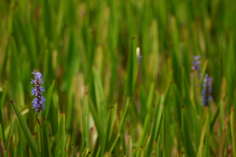 Blossom in Grass